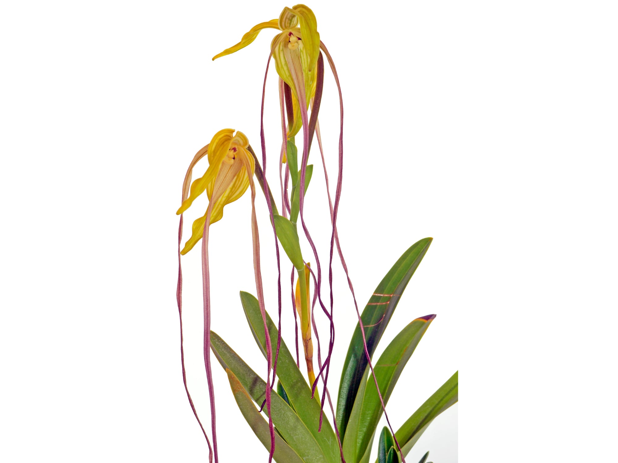 Phragmipedium lindenii — Ecuagenera Orquídeas del Ecuador