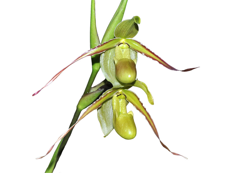Phragmipedium longifolium
