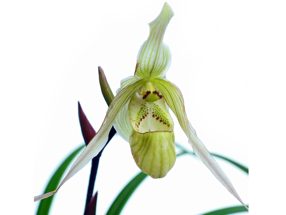 Phragmipedium pearcei