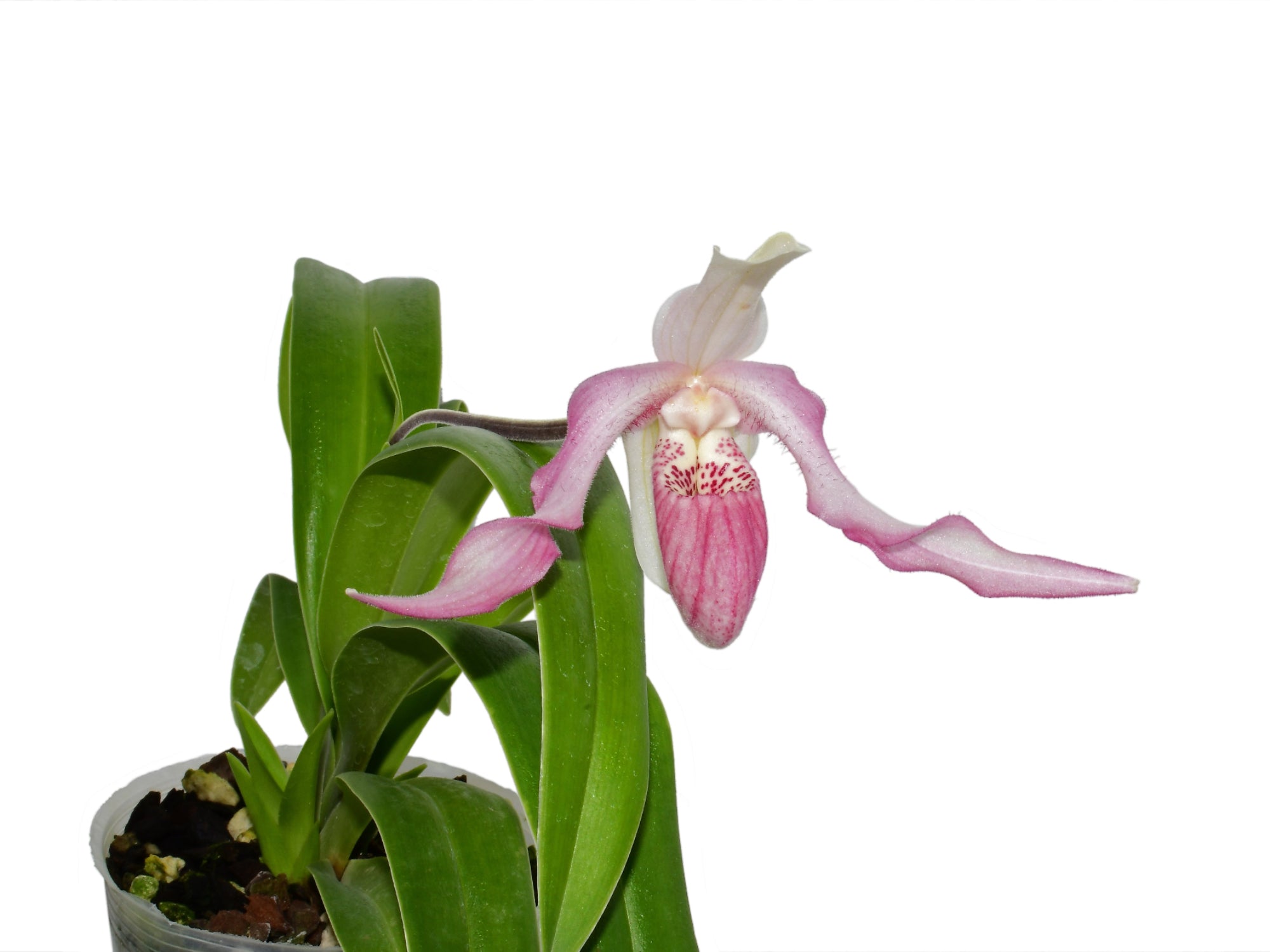 Phragmipedium warszewiczianum var wallisii x Phragmipedium anguloi