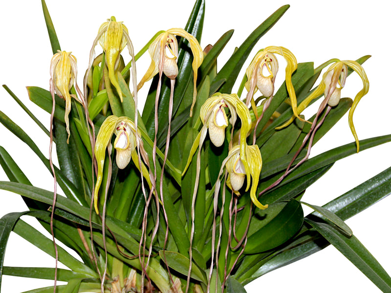 Phragmipedium warszewiczianum var wallisii