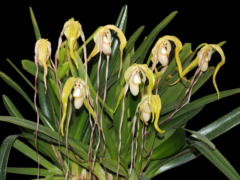 Phragmipedium warszewiczianum var wallisii