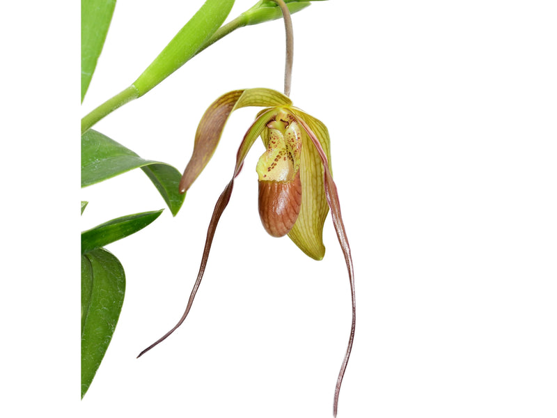 phragmipedium potting mix Phragmipedium pfitzerianum