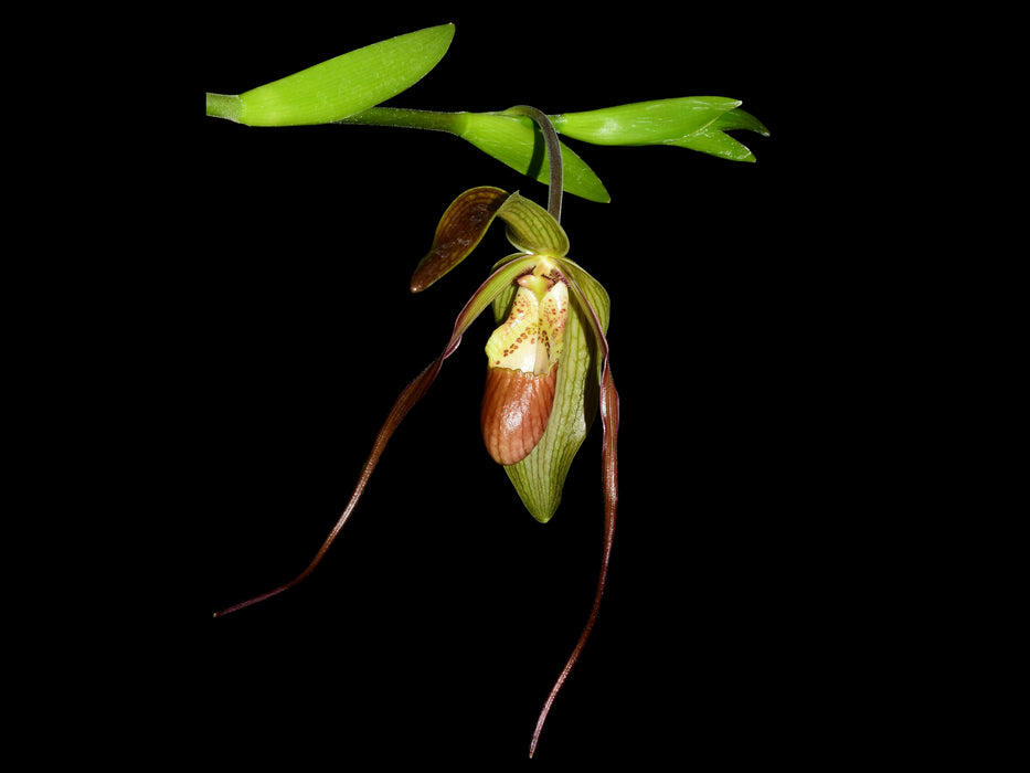 Phragmipedium x pfitzerianum