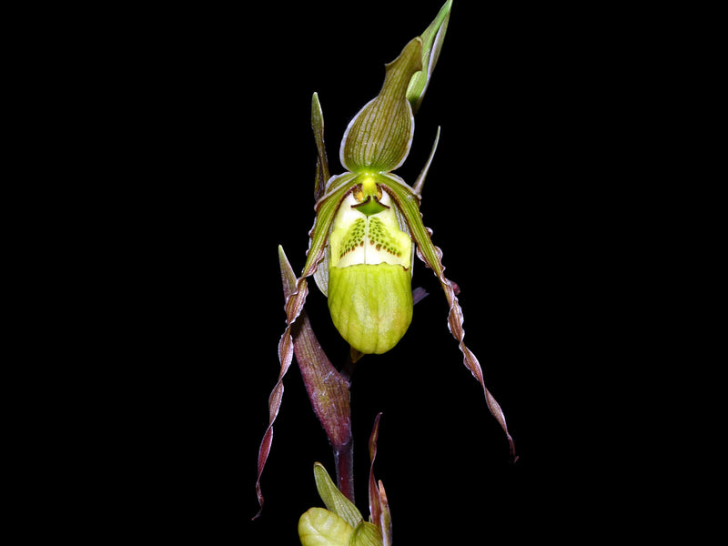 Phragmipedium x richteri
