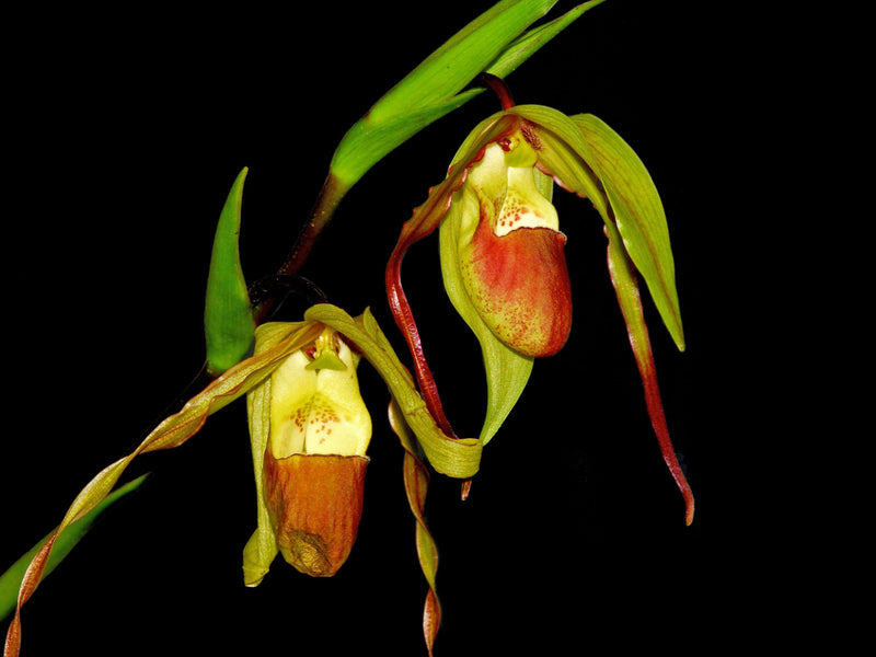 Phragmipedium x roethianum