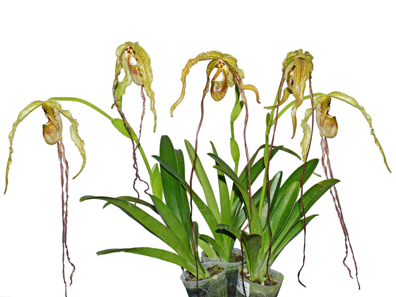 Phragmipedium Zapatilla de la Virgen
