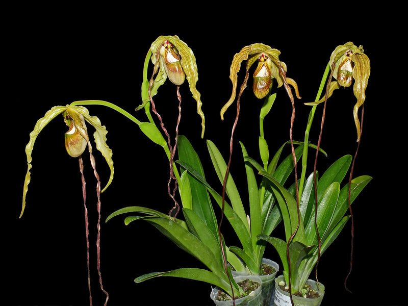 Phragmipedium Zapatilla de la Virgen
