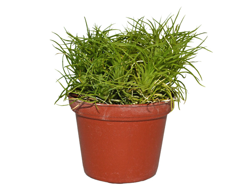 Phymatidium delicatulum