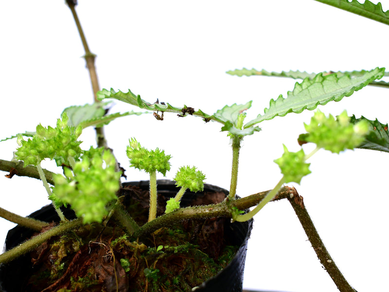 Pilea platinum