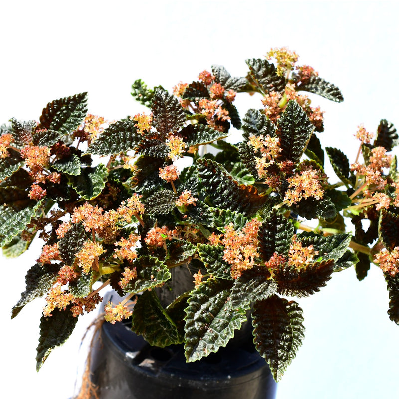 Pilea repens 'corrugada'