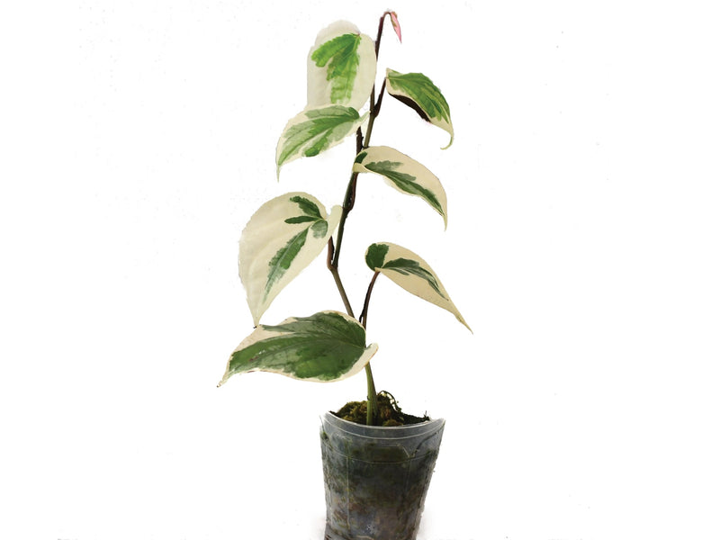 Piper nigrum variegado