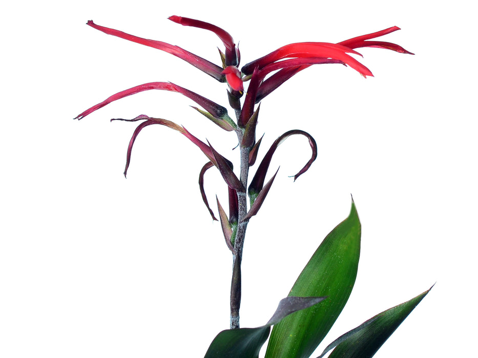 Pitcairnia alata