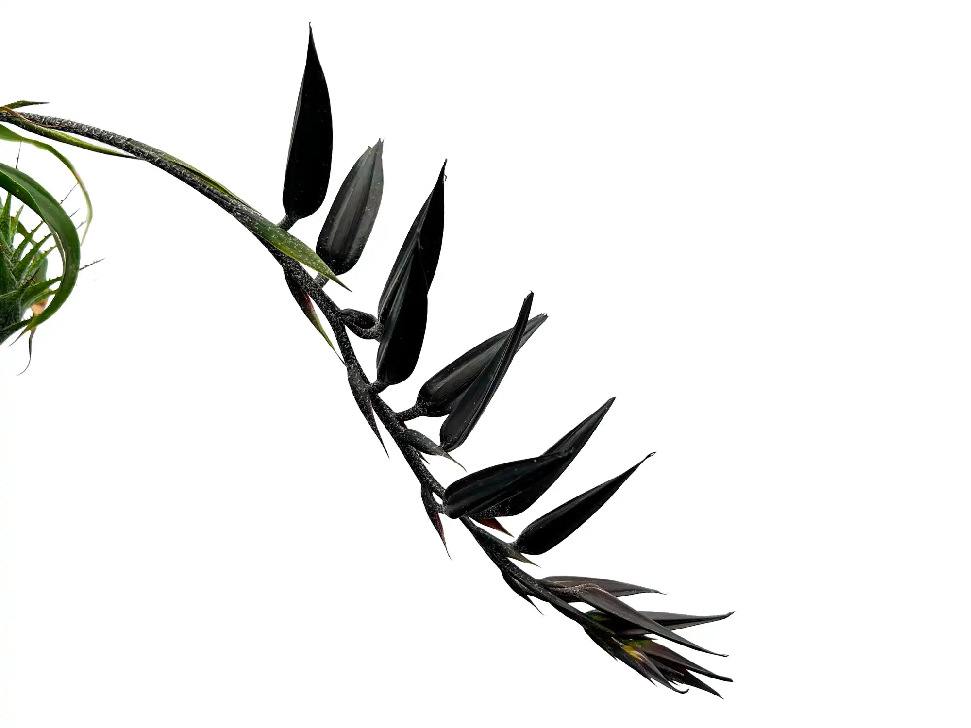 Pitcairnia andreetae