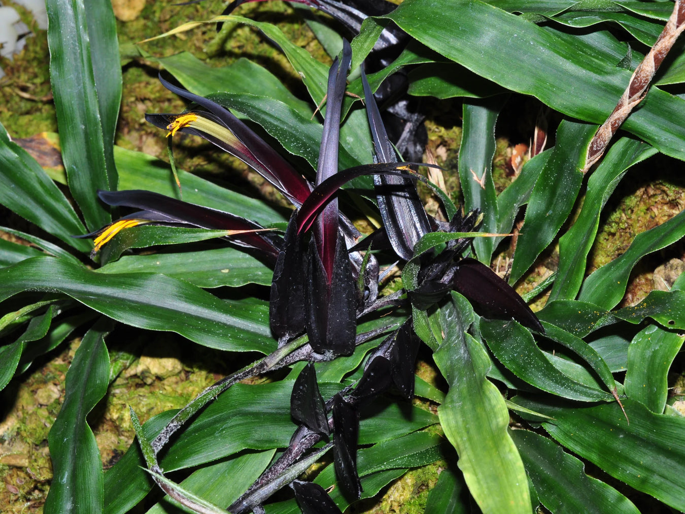 Pitcairnia