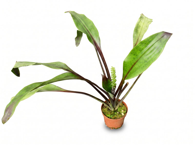 Pitcairnia sanguinea