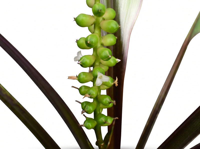 Pitcairnia sanguinea