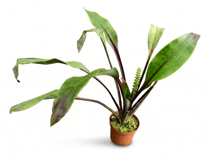Pitcairnia sanguinea