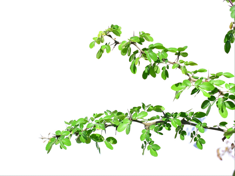 Pithecellobium excelsum