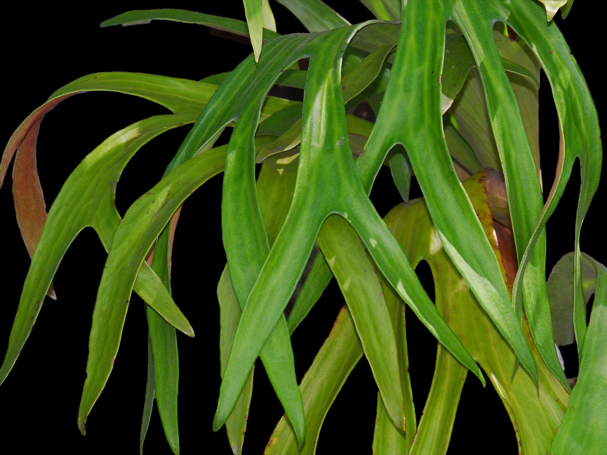 Platycerium bifurcatum – Common Staghorn Fern | Ecuagenera