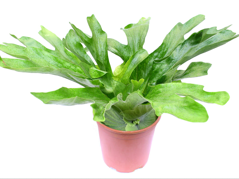 Platycerium wandae 'Racib'