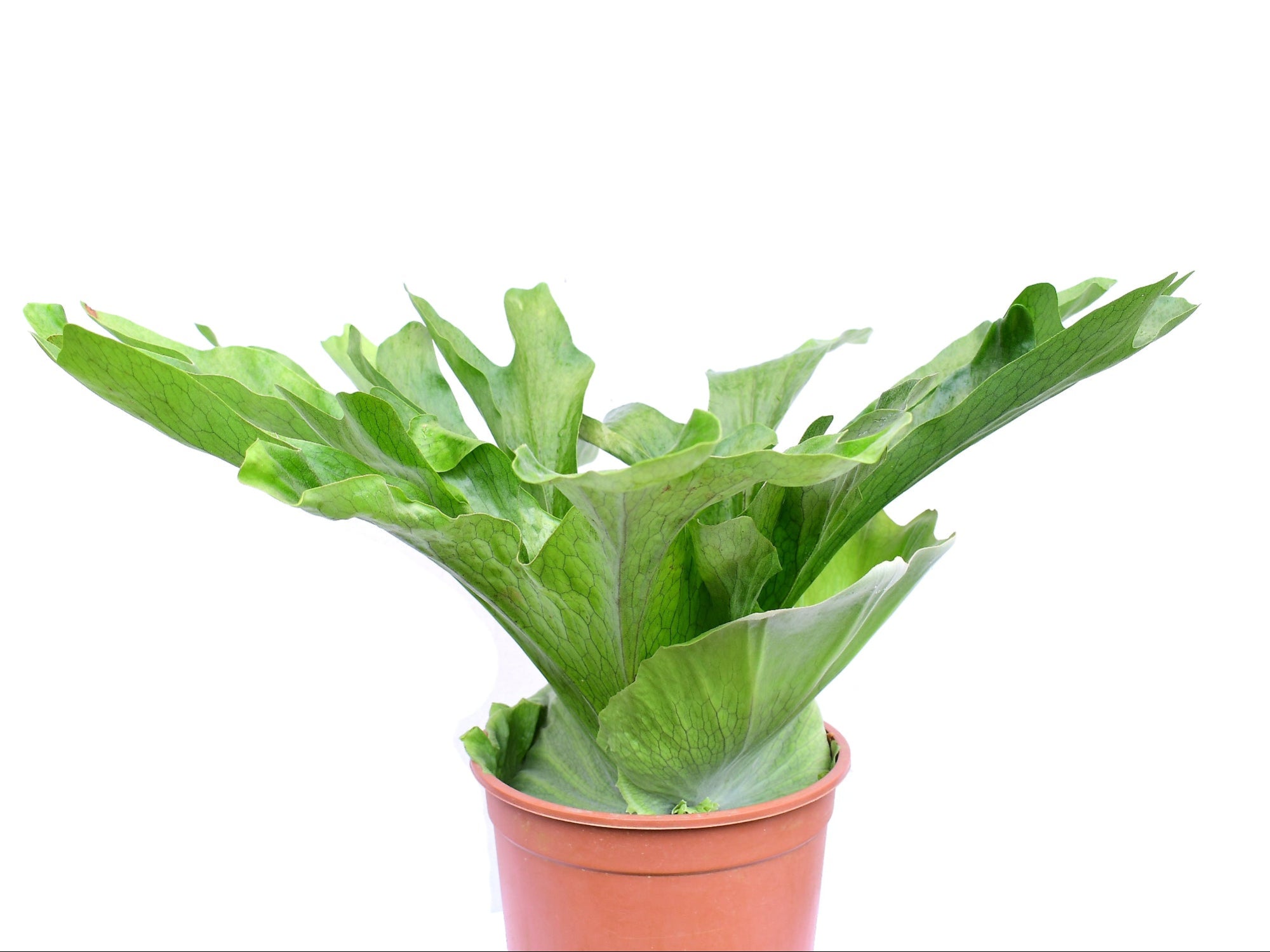 Platycerium wandae 'Racib'