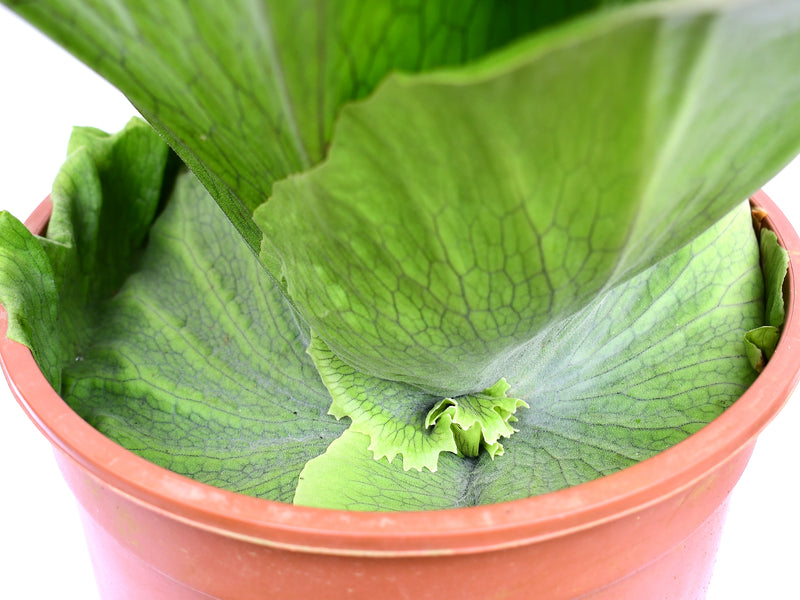 Platycerium wandae 'Racib'
