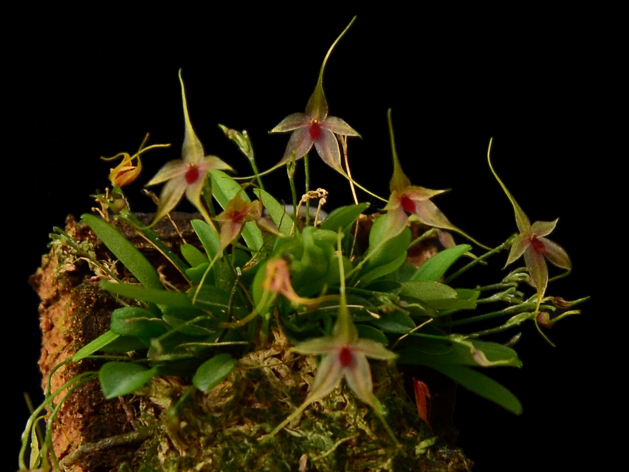 Platystele Ecuagenera