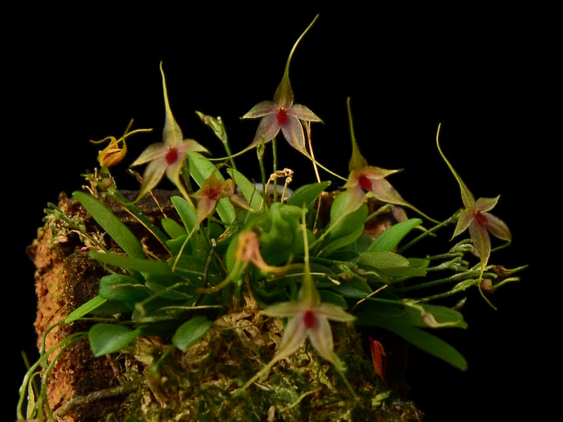 Platystele Ecuagenera