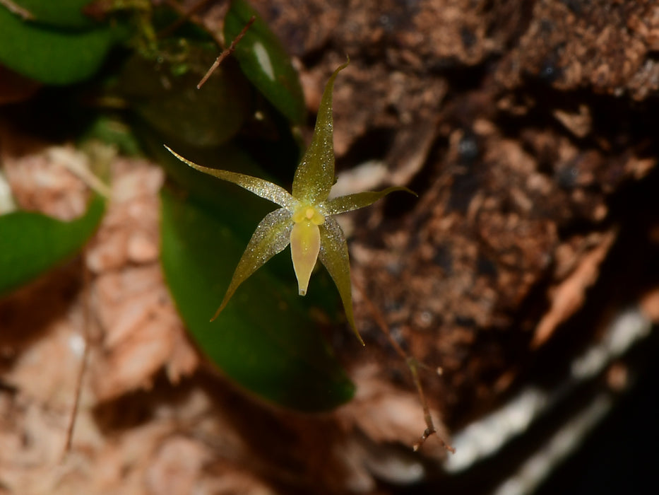 Platystele aculeata