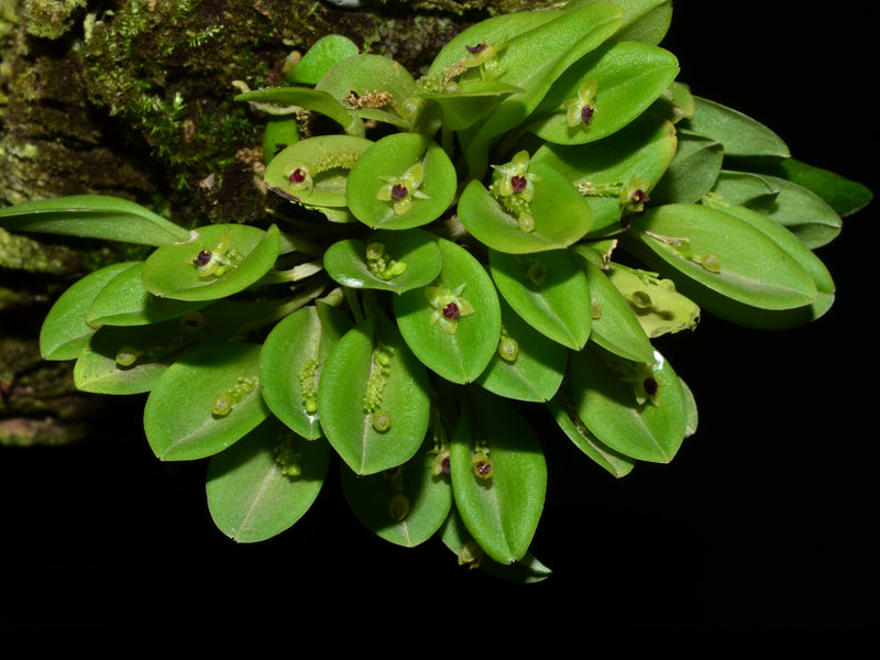 Platystele argentosa