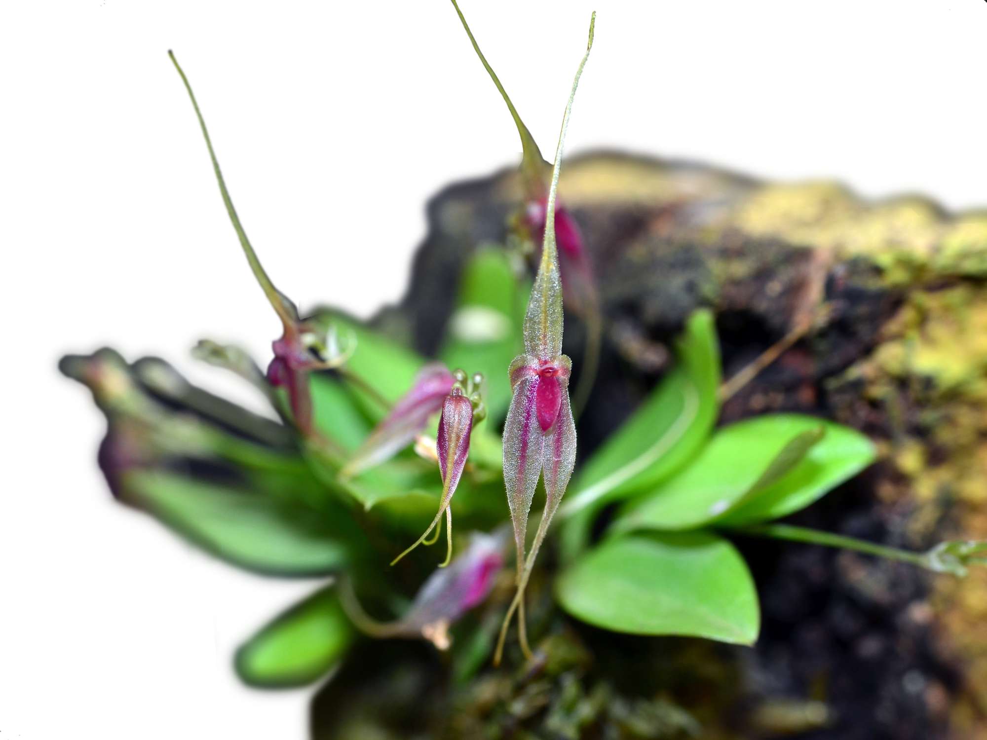 Platystele baqueroi