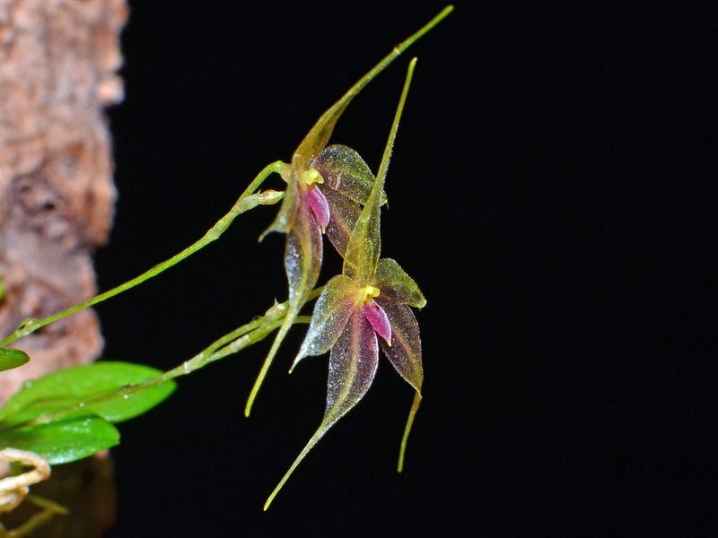 Platystele caudatisepala