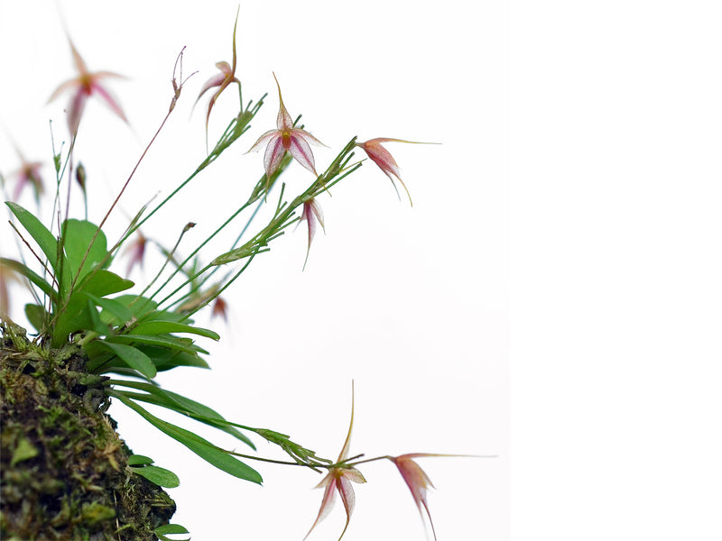 Platystele caudatisepala