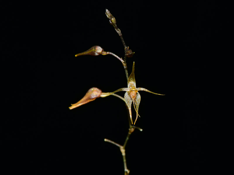 Platystele examen-culicum