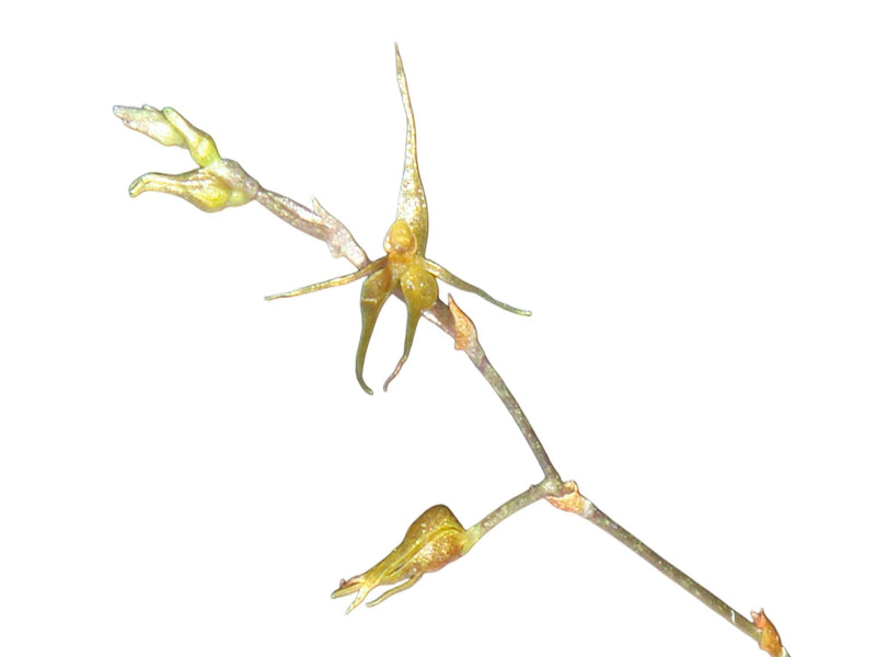 Platystele examen-culicum