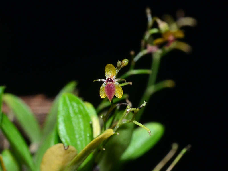 Platystele filamentosa