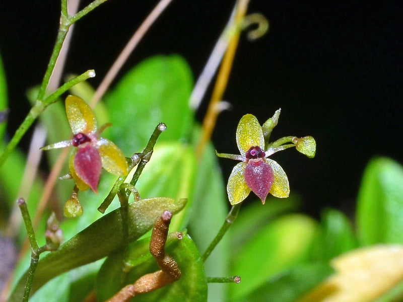 Platystele filamentosa
