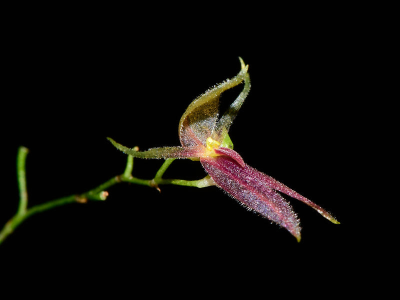 Platystele ingridiana