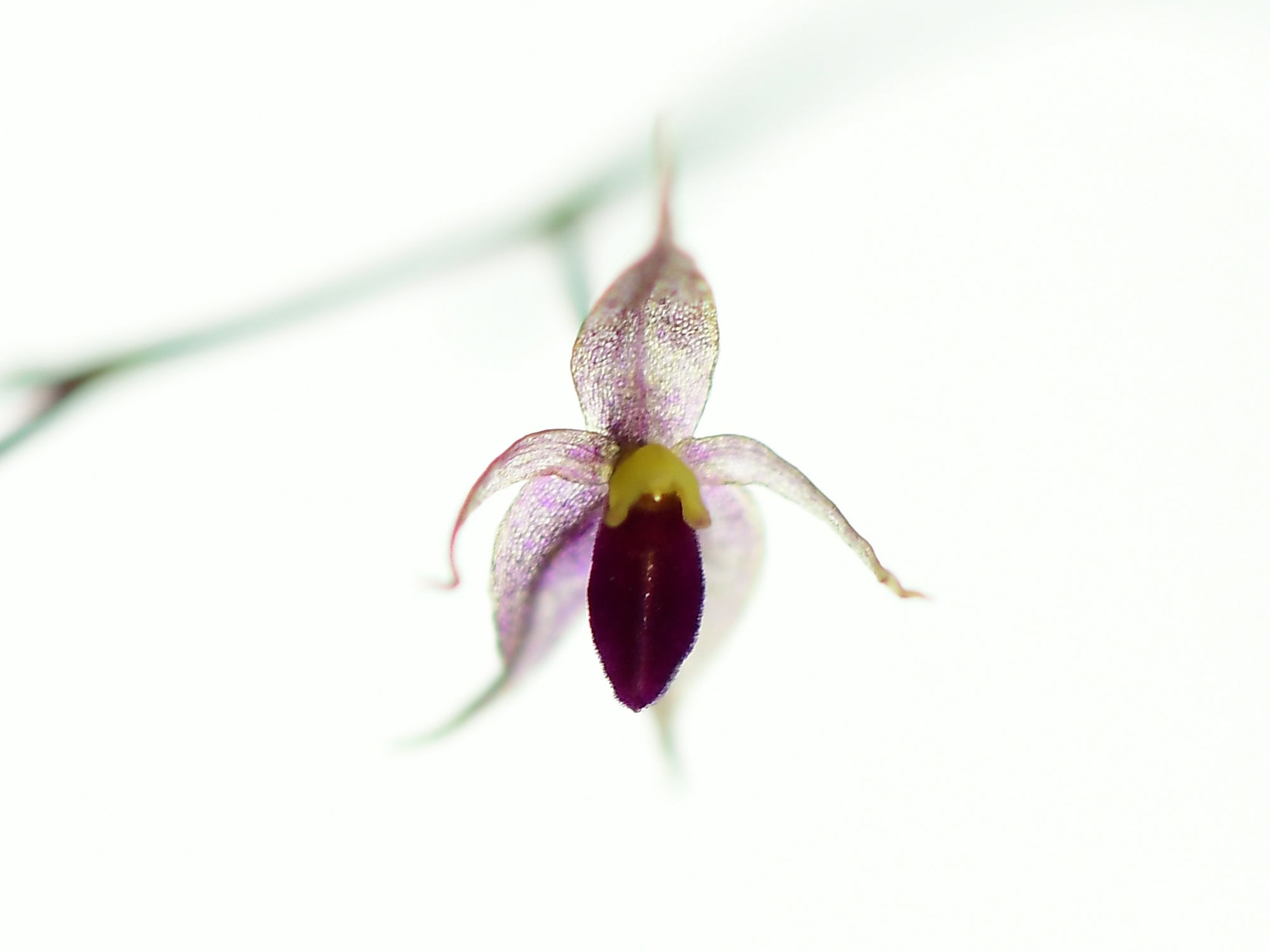 Platystele jamboeensis
