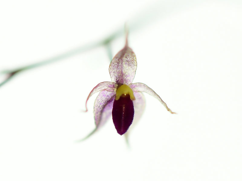 Platystele jamboeensis