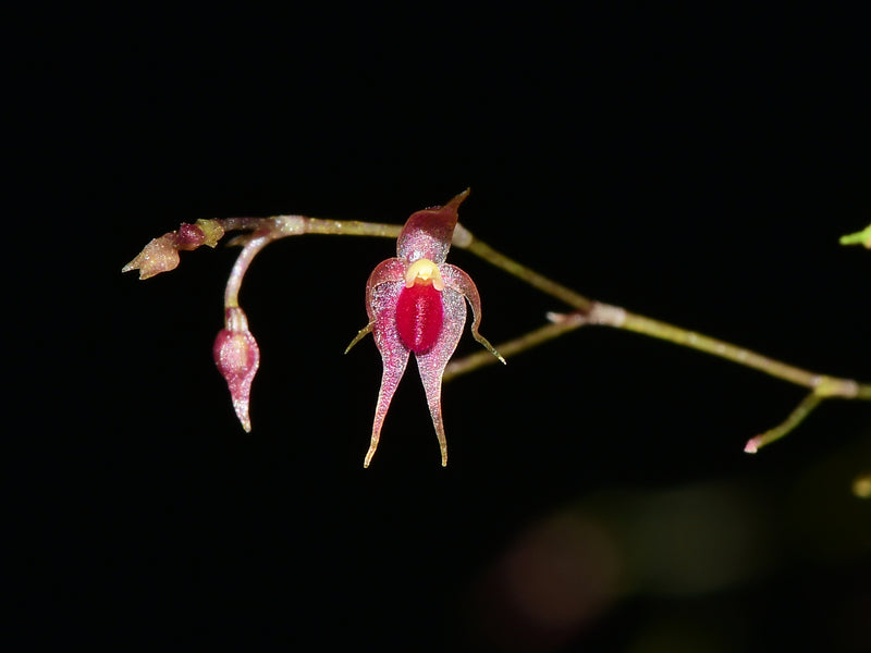 Platystele jamboeensis
