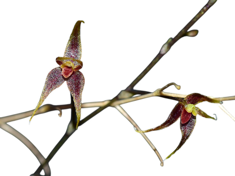 Platystele jamboeensis