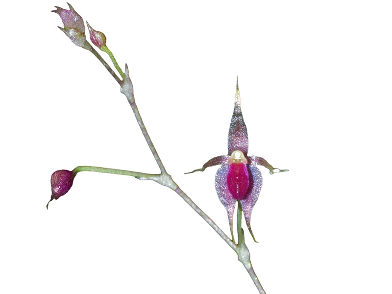 Platystele jesupiorum