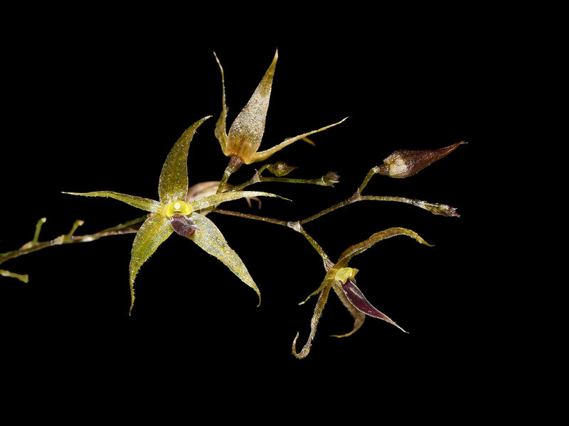 Platystele lancilabris