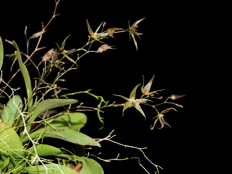 Platystele lancilabris