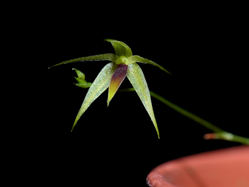 Platystele lancilabris