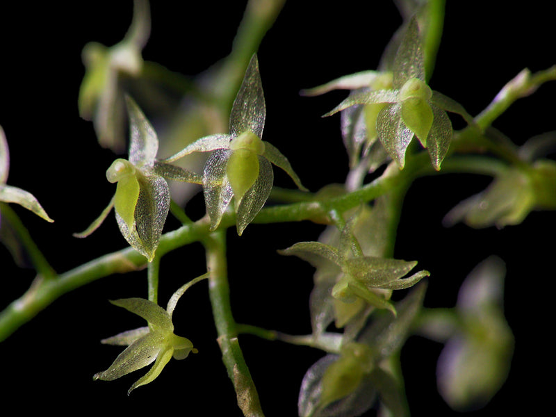 Platystele lancilabris