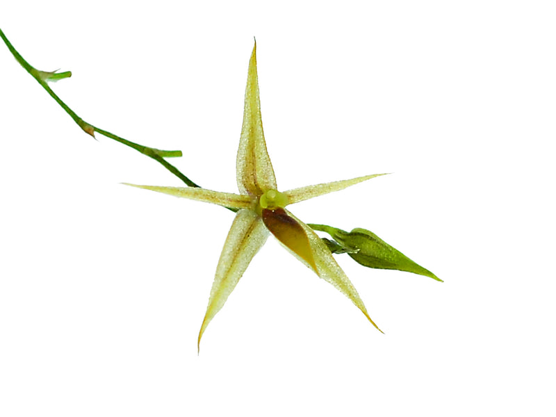 Platystele lancilabris