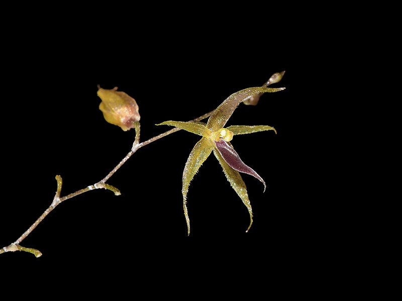 Platystele lancilabris